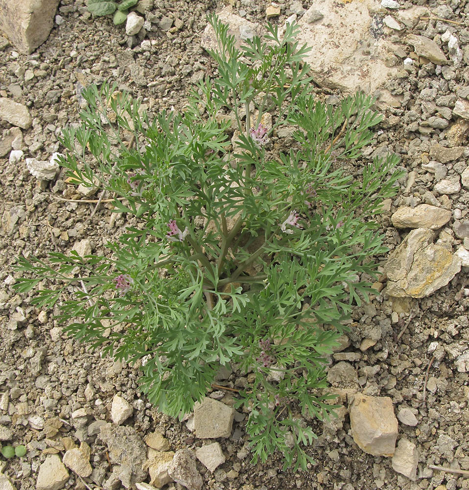 Image of Fumaria parviflora specimen.
