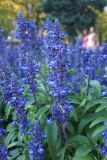 Salvia farinacea