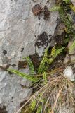 Asplenium trichomanes. Растение на скале. Черногория, нац. парк Дурмитор, западная часть тропы вокруг Чёрного озера, на задернованном скальном обнажении среди хвойного леса. 15.10.2014.