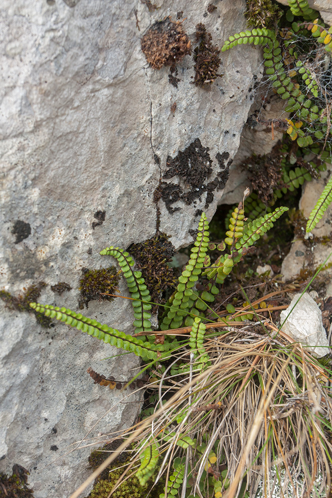 Изображение особи Asplenium trichomanes.