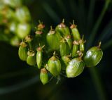 Heracleum sibiricum. Соплодие. Московская обл., Раменский р-н, окр. дер. Хрипань, садовый участок. 10.07.2015.