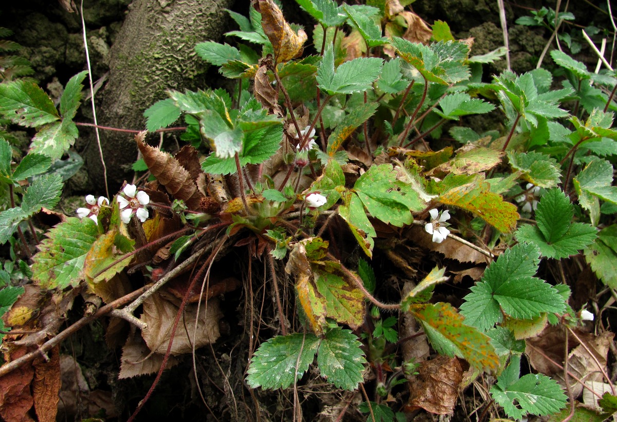 Image of Potentilla micrantha specimen.