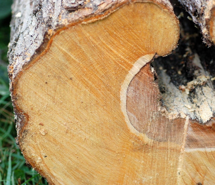 Изображение особи Crataegus pinnatifida.