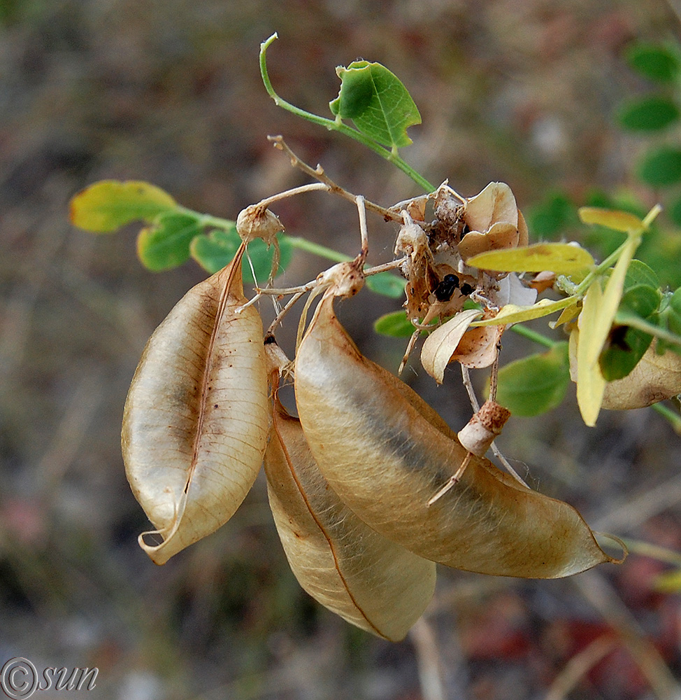 Image of Colutea cilicica specimen.