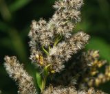 Solidago canadensis. Часть побега с созревшими соплодиями. Московская обл., Раменский р-н, окр. дер. Хрипань, садовый участок. 08.09.2015.
