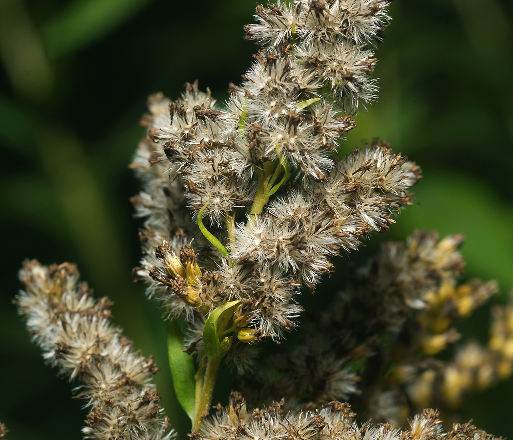 Image of Solidago canadensis specimen.