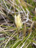 Carex humilis