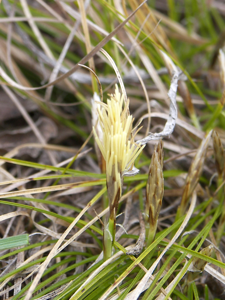 Image of Carex humilis specimen.