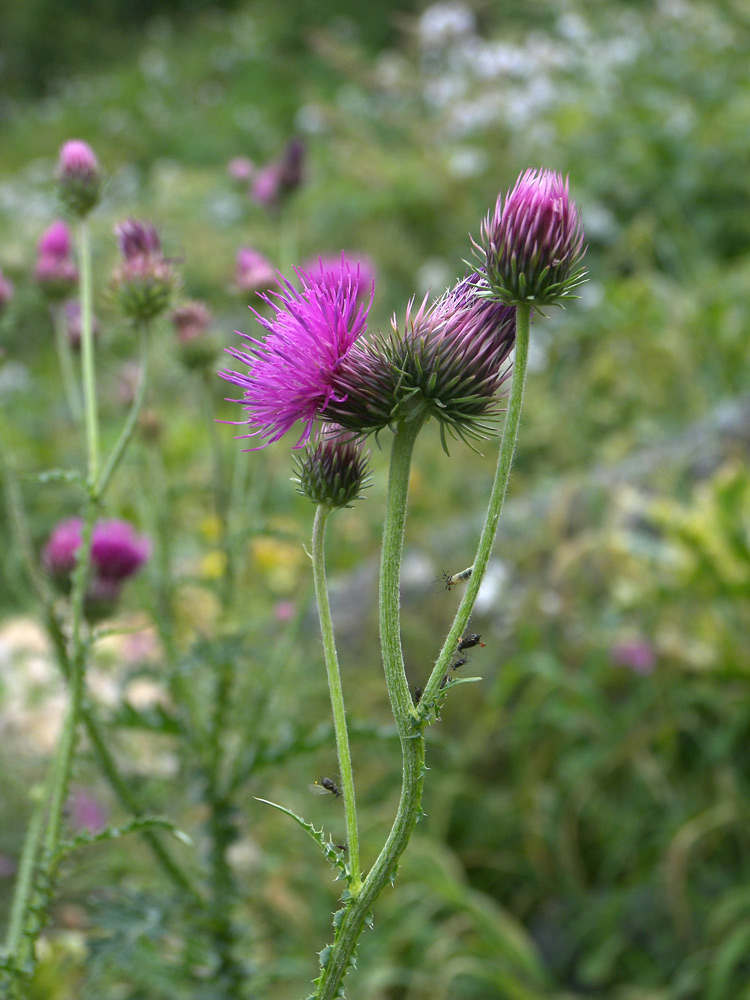 Image of Carduus adpressus specimen.