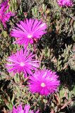 Lampranthus productus. Верхушка цветущего растения. США, Калифорния, Монтерей, побережье. 17.02.2014.