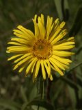 Inula hirta. Соцветие. Башкирия, Ишимбайский р-н, гора Тратау. 08.06.2009.