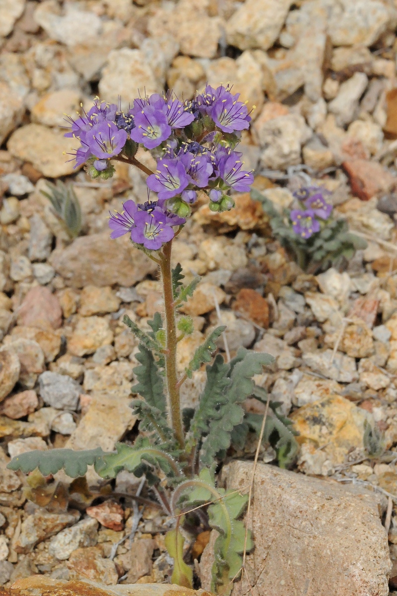 Image of Phacelia crenulata specimen.