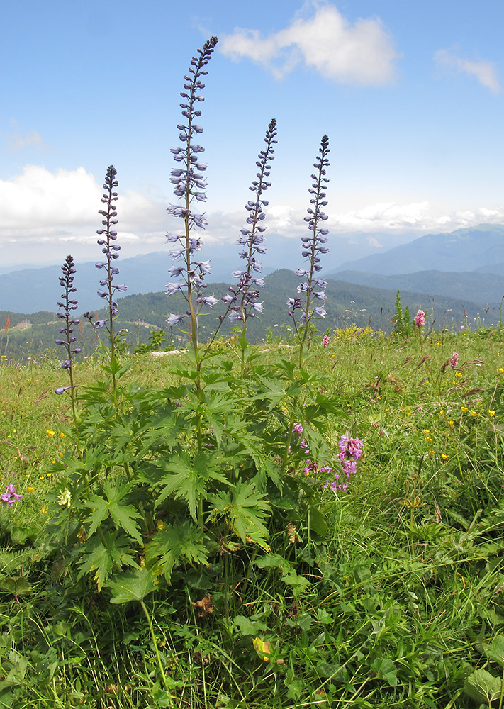 Изображение особи Delphinium flexuosum.