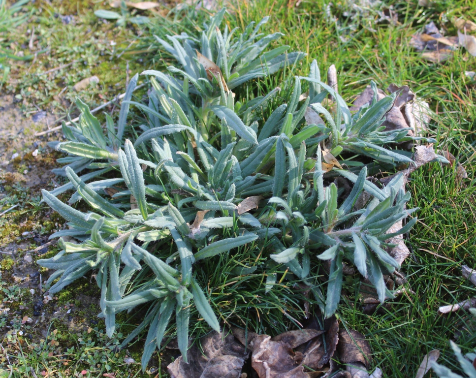 Image of Arnebia decumbens specimen.