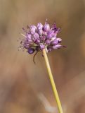 Allium montanostepposum. Верхушка побега с соцветием. Казахстан, Восточно-Казахстанская обл., Зыряновский р-н, окр. пос. Новая Бухтарма, правый берег Бухтарминского вдхр., остепнённый склон сопки. 02.08.2015.