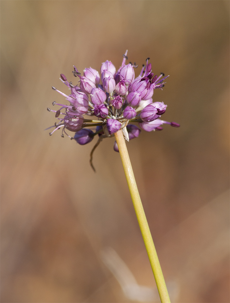 Image of Allium montanostepposum specimen.