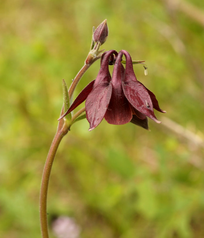 Изображение особи Aquilegia atrovinosa.