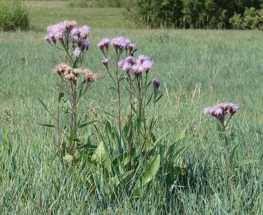 Изображение особи Saussurea amara.