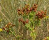 Hypericum perforatum