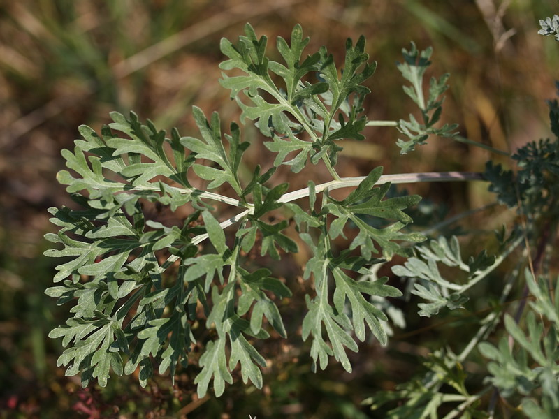 Изображение особи Artemisia absinthium.