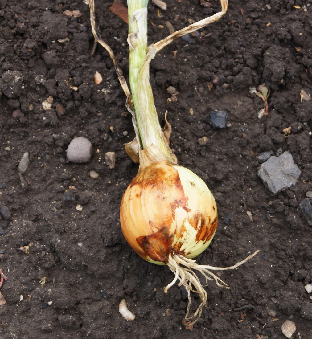 Image of Allium cepa specimen.