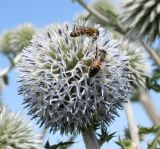 Echinops sphaerocephalus