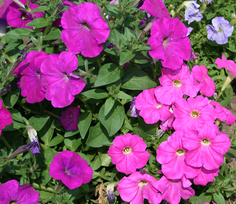 Image of Petunia &times; atkinsiana specimen.