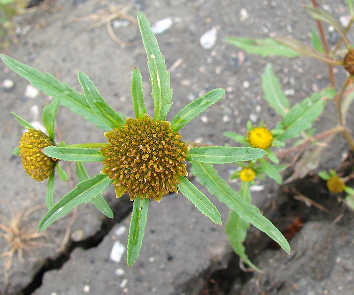 Изображение особи Bidens radiata.