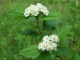 Crataegus sanguinea. Верхушка веточки с соцветиями. Иркутская обл., Иркутский р-н, окр. с. Смоленщина, берег р. Иркут. 30.05.2015.