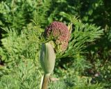 Ferula songarica