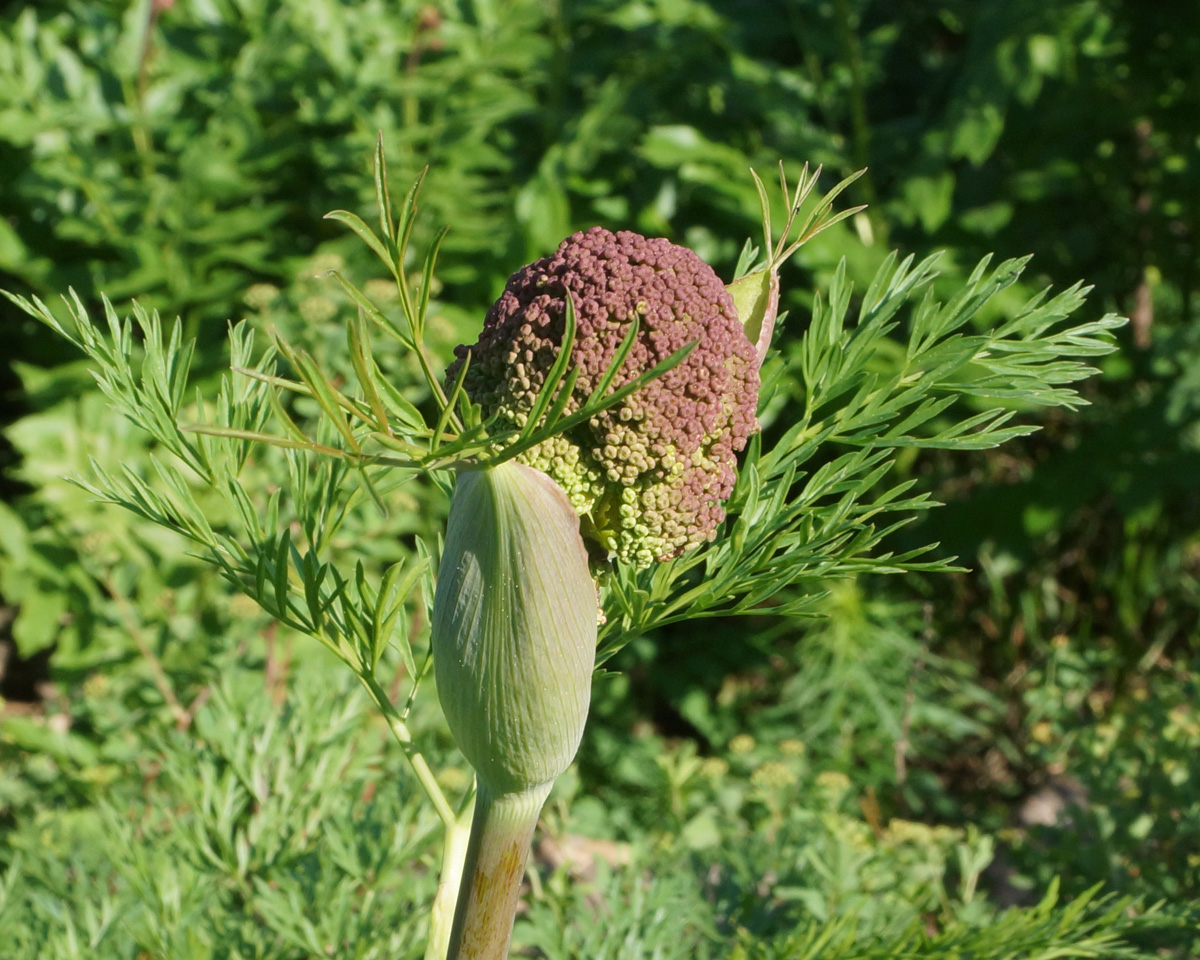 Изображение особи Ferula songarica.