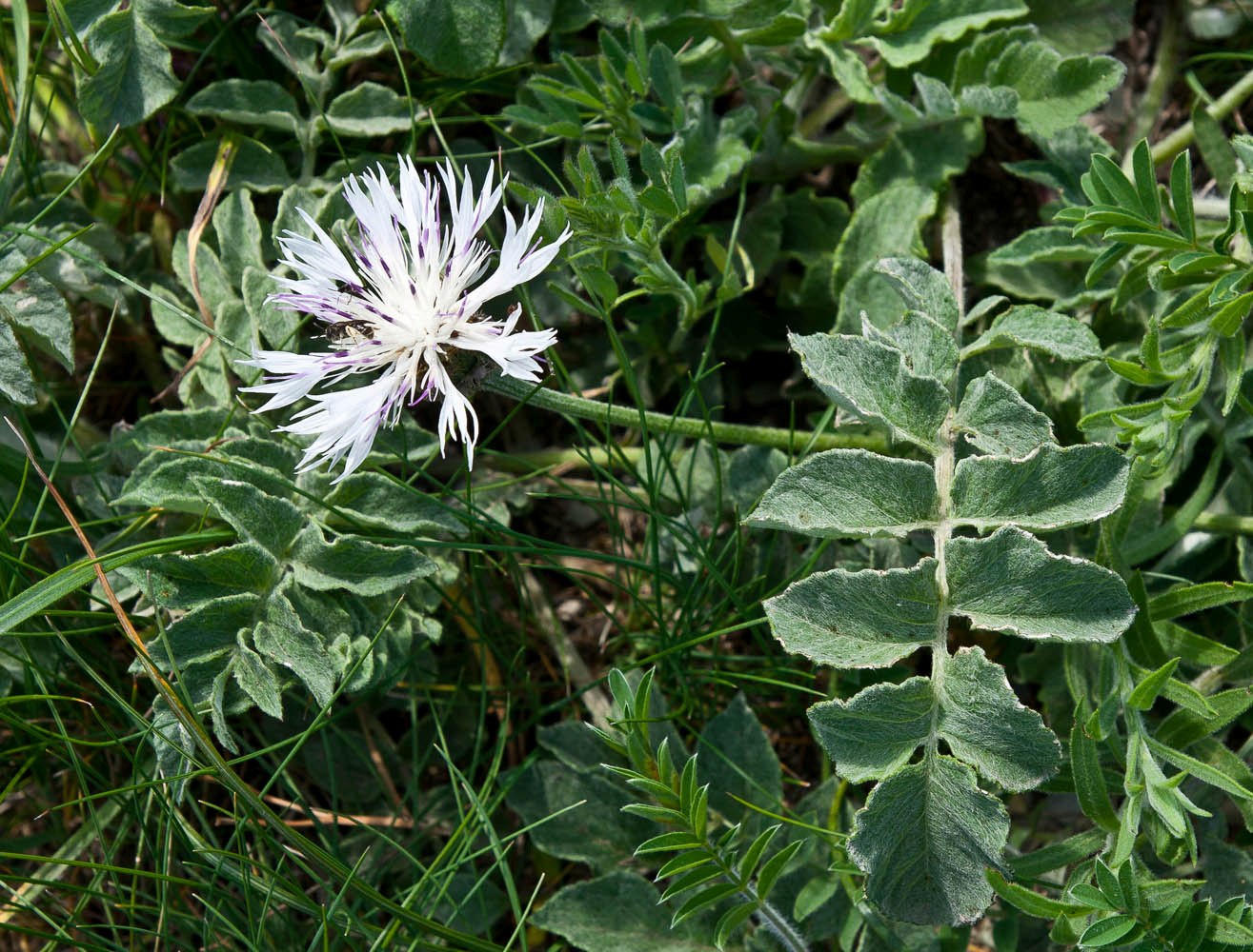 Изображение особи Psephellus declinatus var. albus.