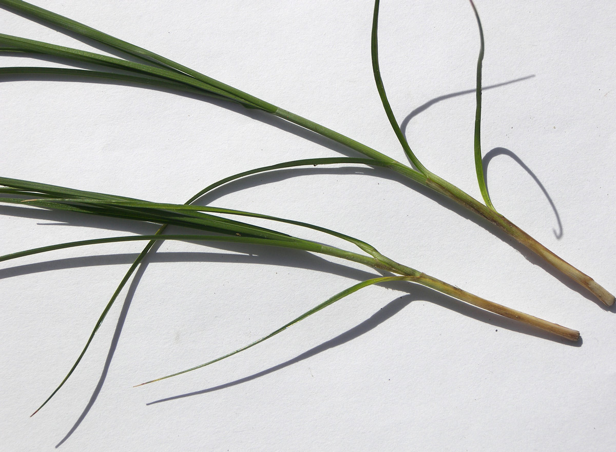 Изображение особи род Carex.
