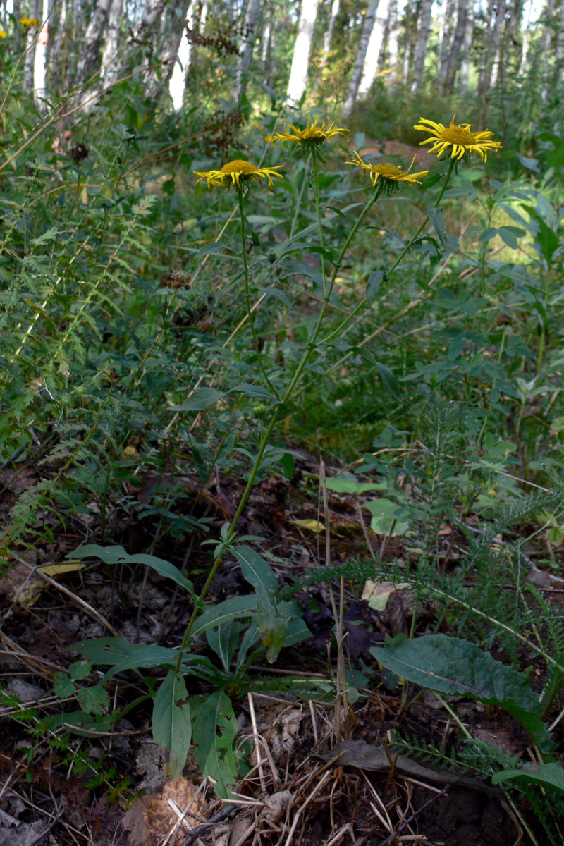 Изображение особи Inula britannica.