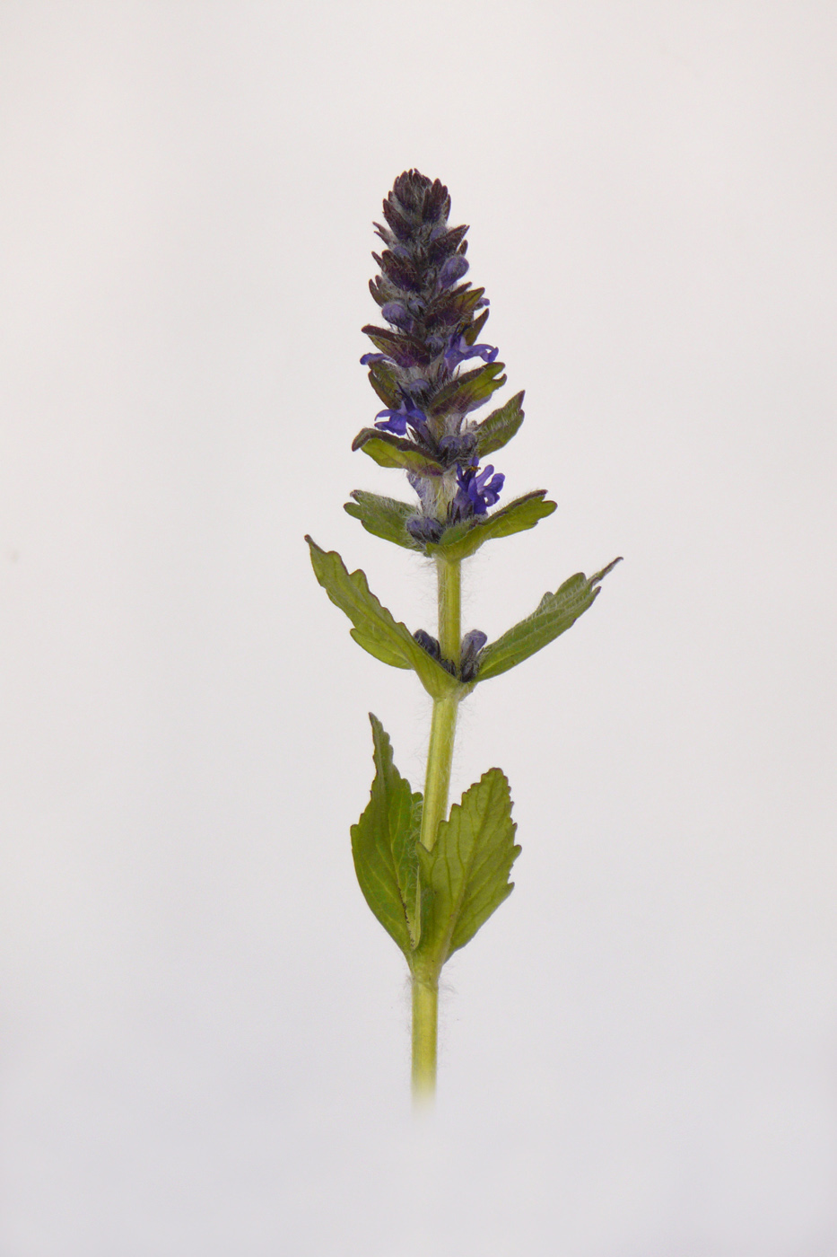 Image of Ajuga genevensis specimen.