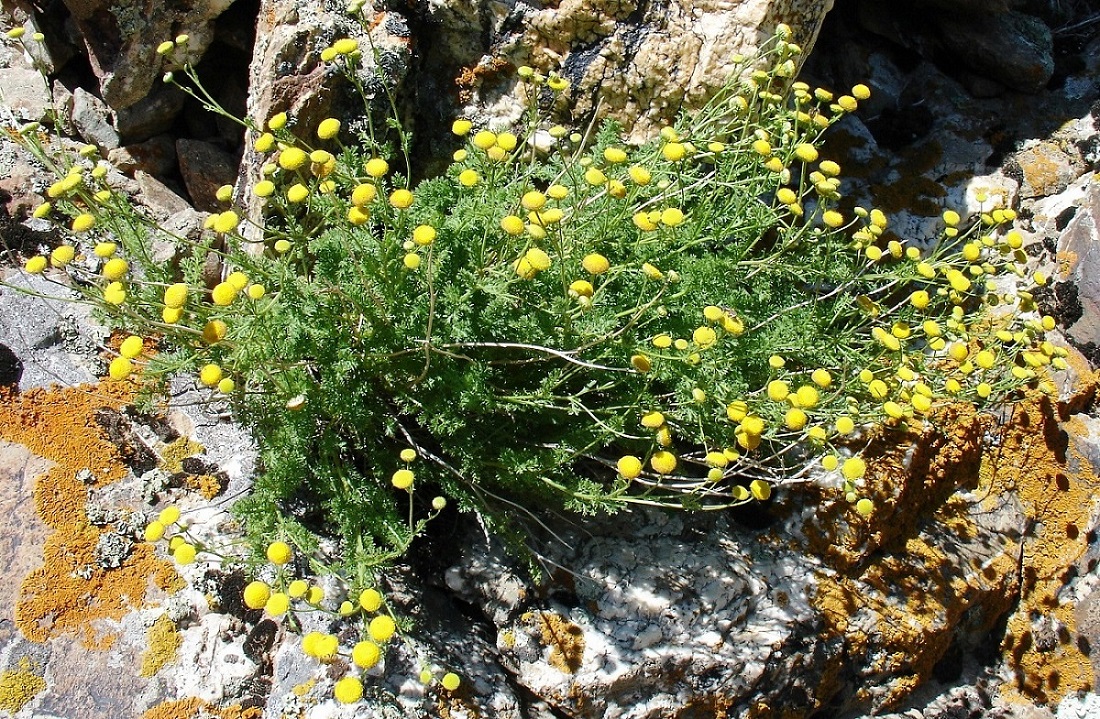 Image of Tanacetopsis karataviensis specimen.