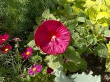 Hibiscus moscheutos. Цветок. Франция, Лазурный Берег, Канны, бульвар Круазет, в культуре. 22.07.2014.