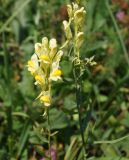 Linaria vulgaris