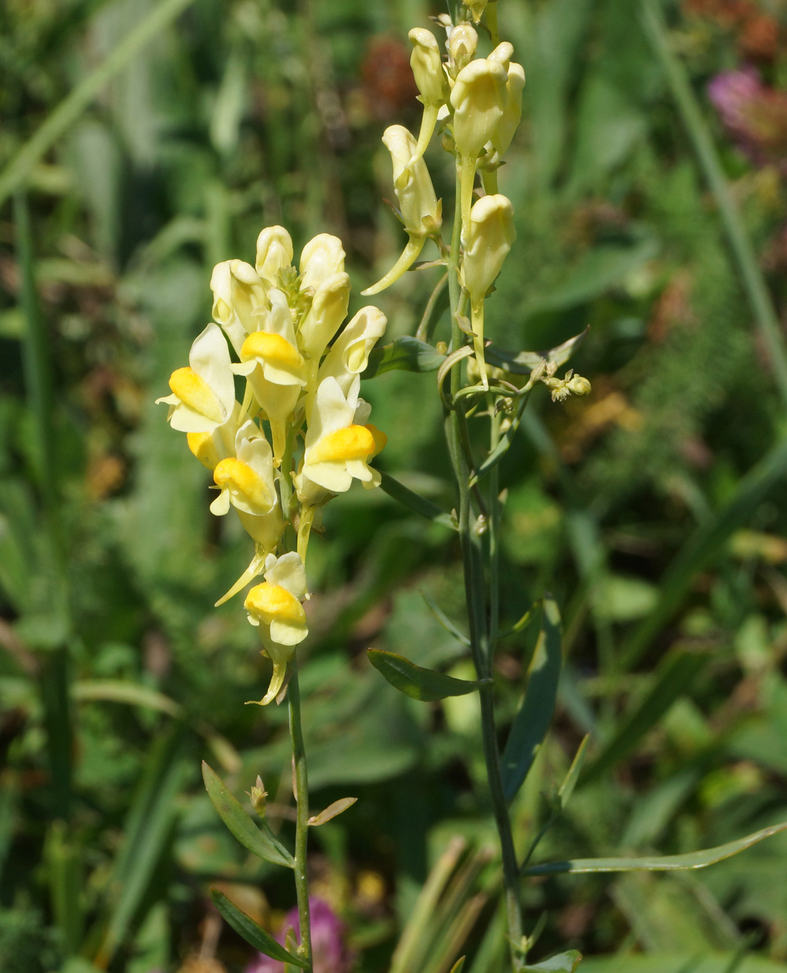 Изображение особи Linaria vulgaris.