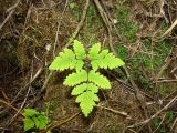 Gymnocarpium dryopteris