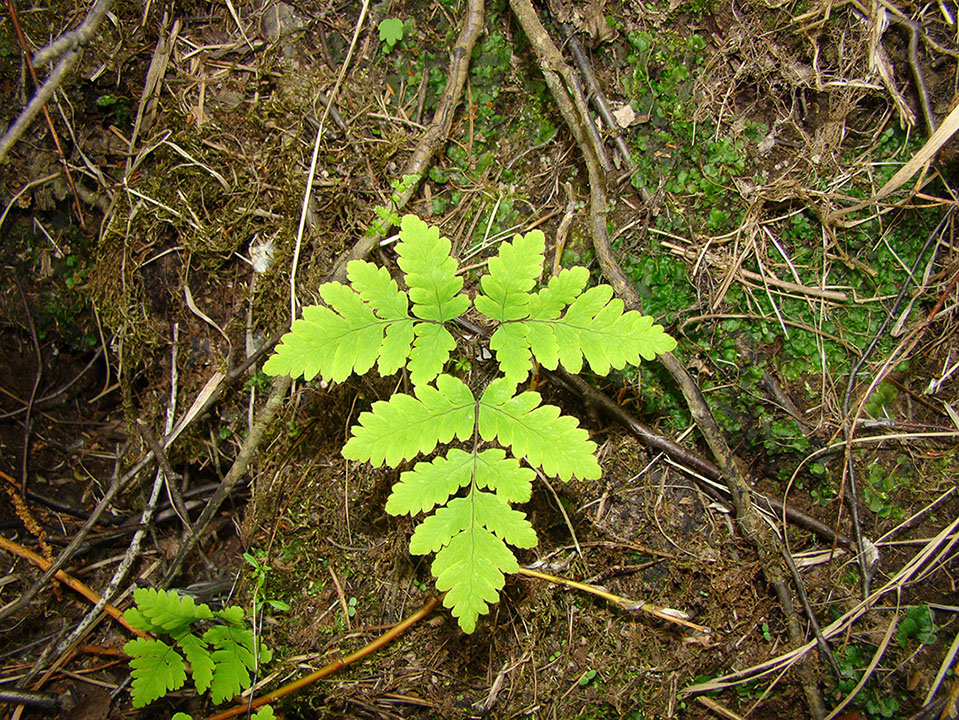 Изображение особи Gymnocarpium dryopteris.