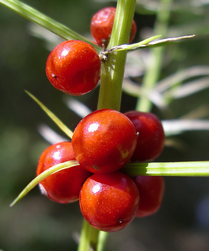 Изображение особи Asparagus schoberioides.