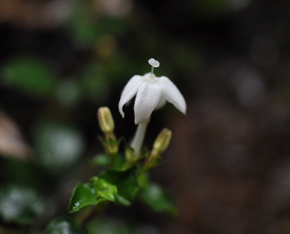 Изображение особи семейство Rubiaceae.