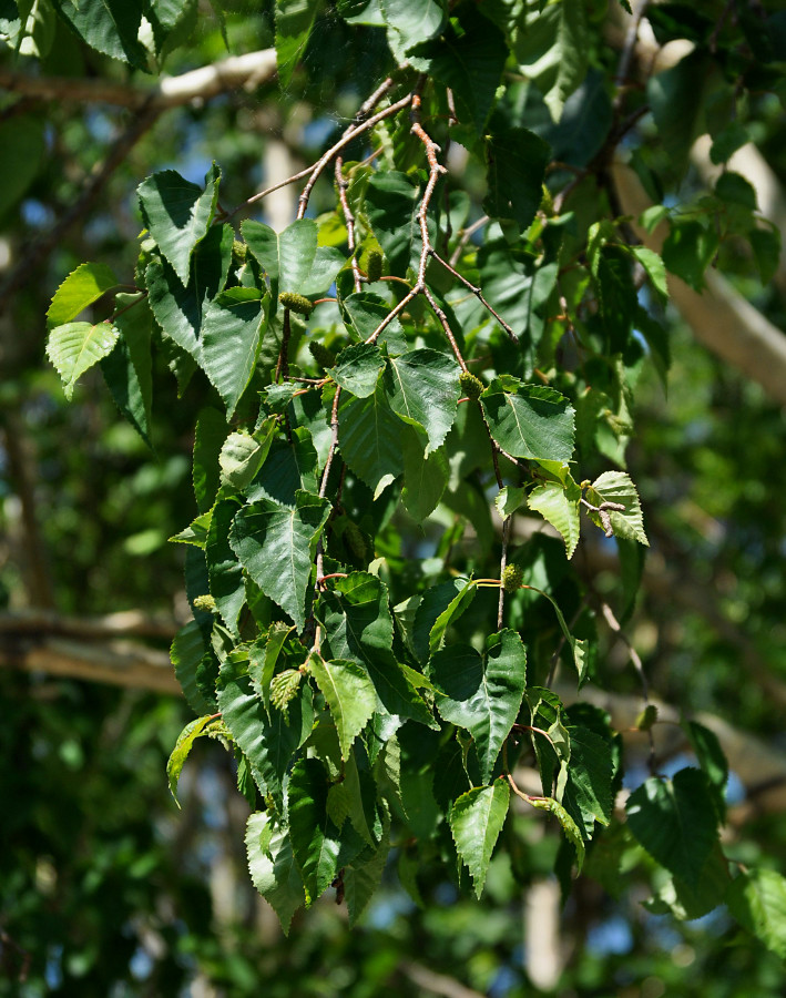 Изображение особи Betula ermanii.