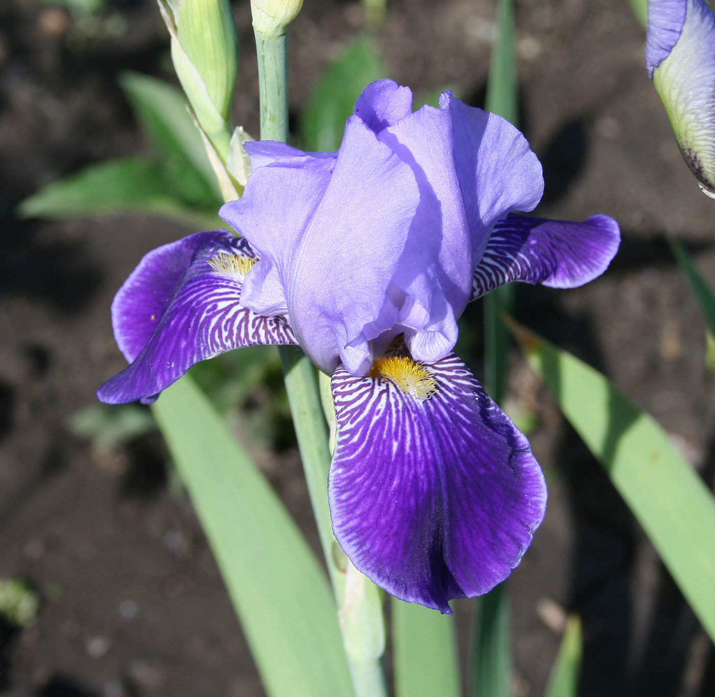 Image of Iris × hybrida specimen.