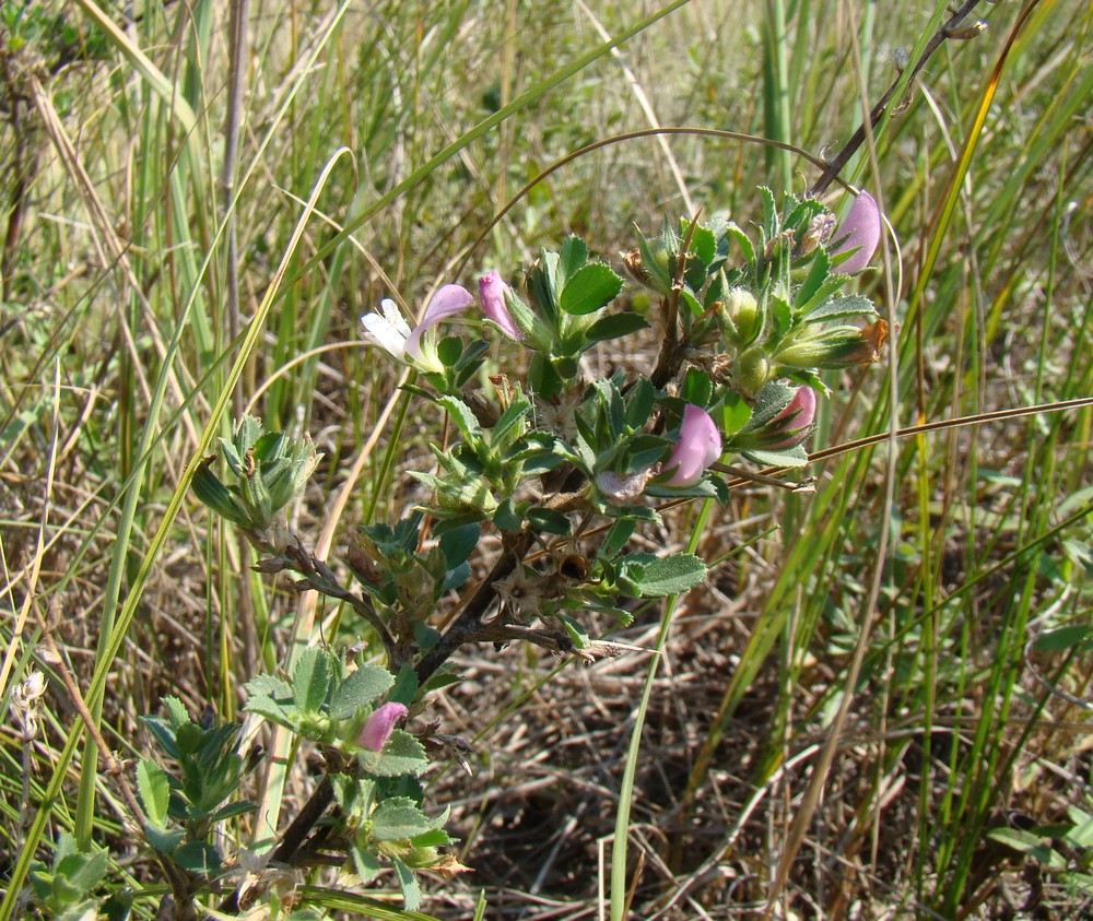 Изображение особи Ononis arvensis ssp. spinescens.