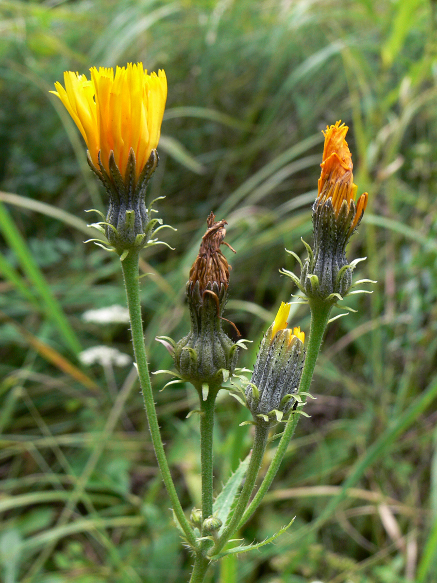 Image of Picris hieracioides specimen.