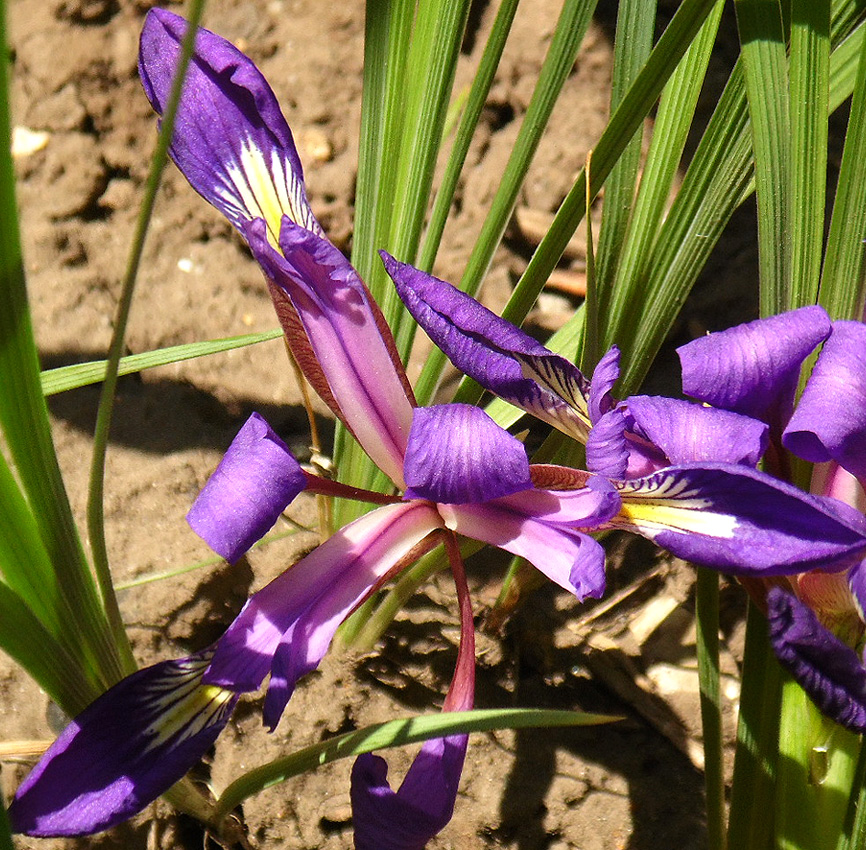 Image of Iris pontica specimen.