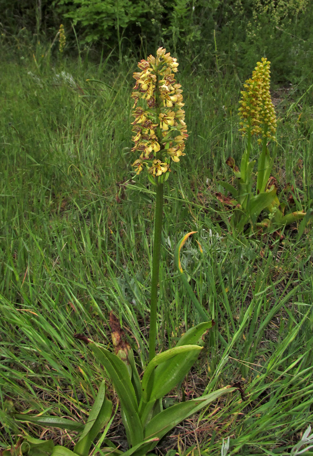 Изображение особи Orchis &times; wulffiana.