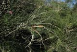 Hakea orthorrhyncha